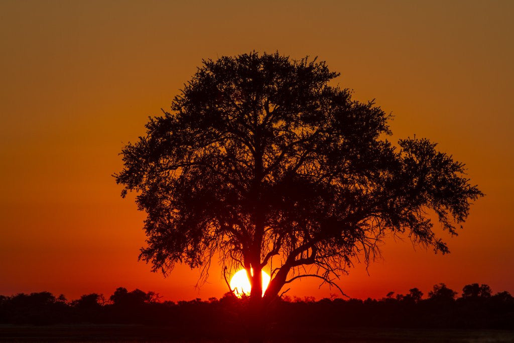 Detail of Sunset, Savuti Marsh, Chobe National Park, Botswana by Anonymous