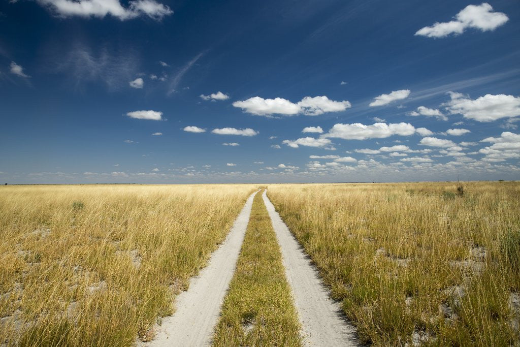 Detail of Kalahari Desert Track, Magadikgadi Pans National Park, Botswana by Anonymous