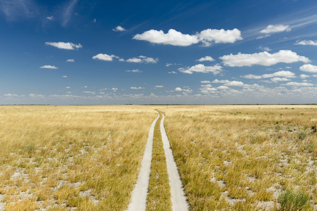 Detail of Kalahari Desert Track, Magadikgadi Pans National Park, Botswana by Anonymous