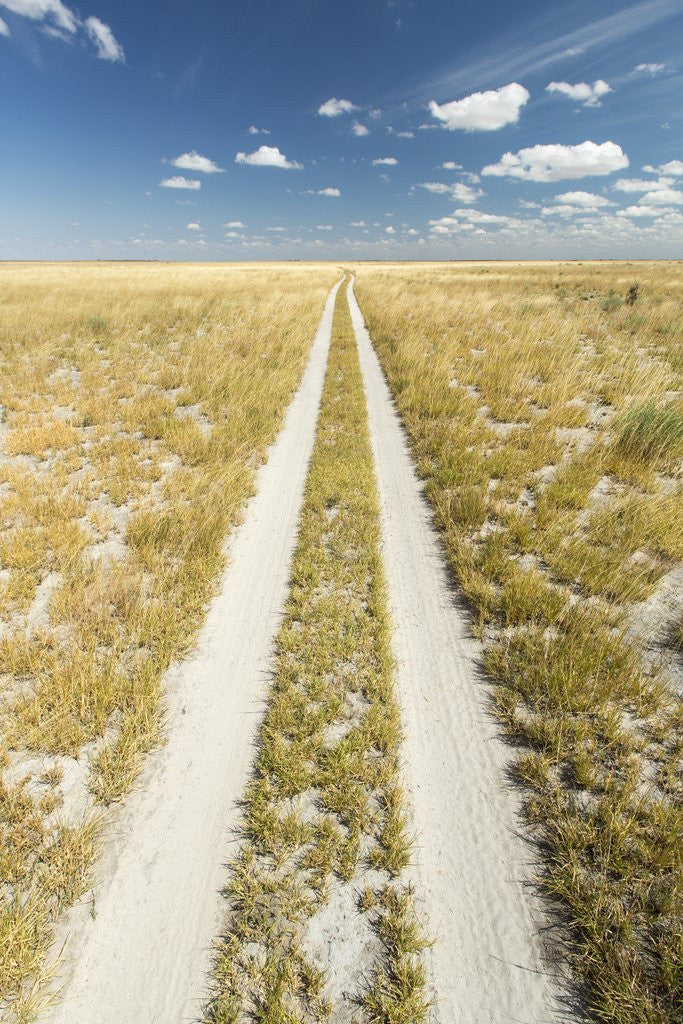 Detail of Kalahari Desert Track, Magadikgadi Pans National Park, Botswana by Anonymous