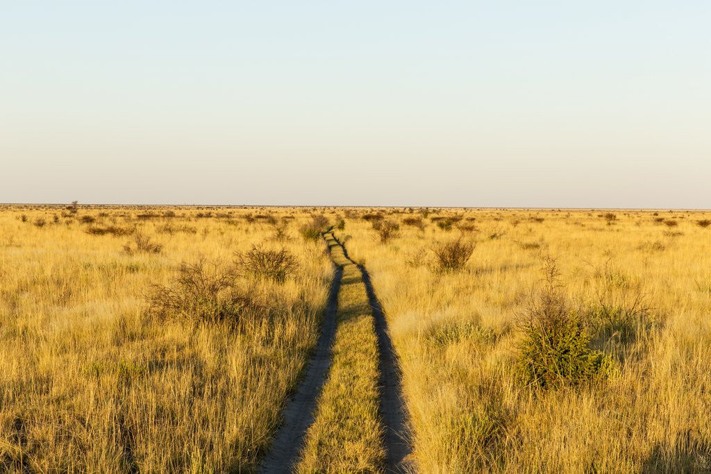 Detail of Kalahari Desert Track, Nxai Pan National Park, Botswana by Anonymous