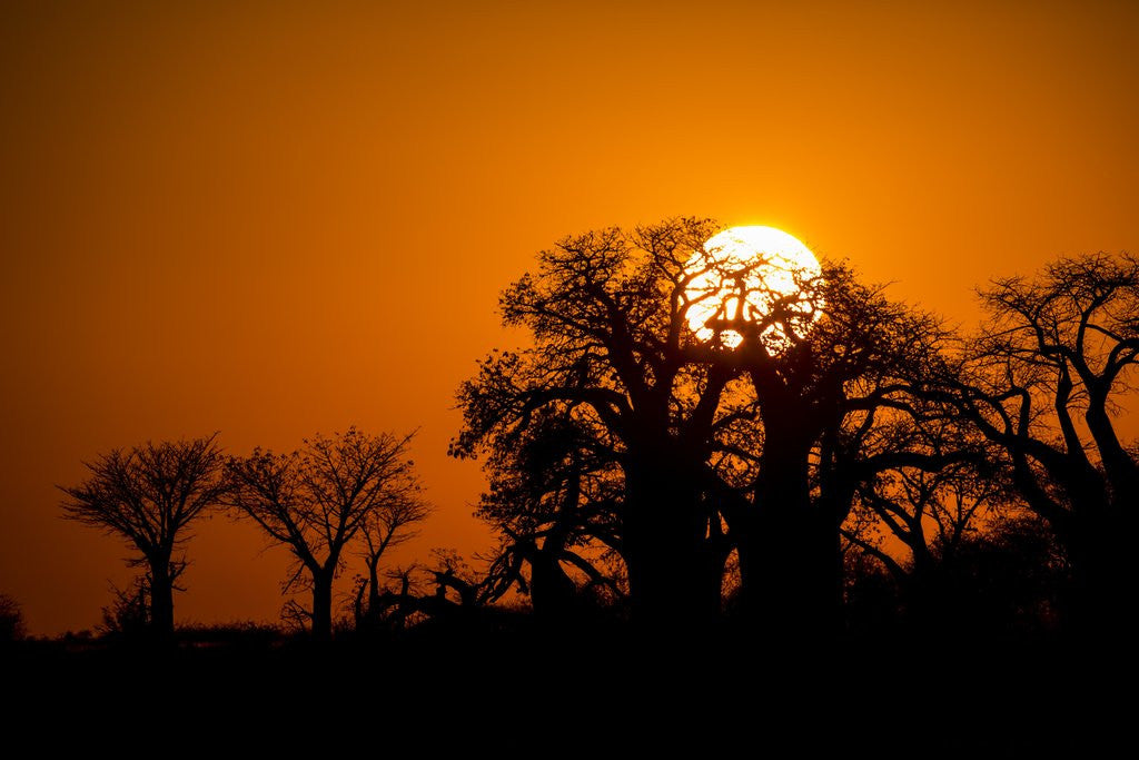 Detail of Sunrise at Baines Baobabs, Nxai Pan National Park, Botswana by Anonymous
