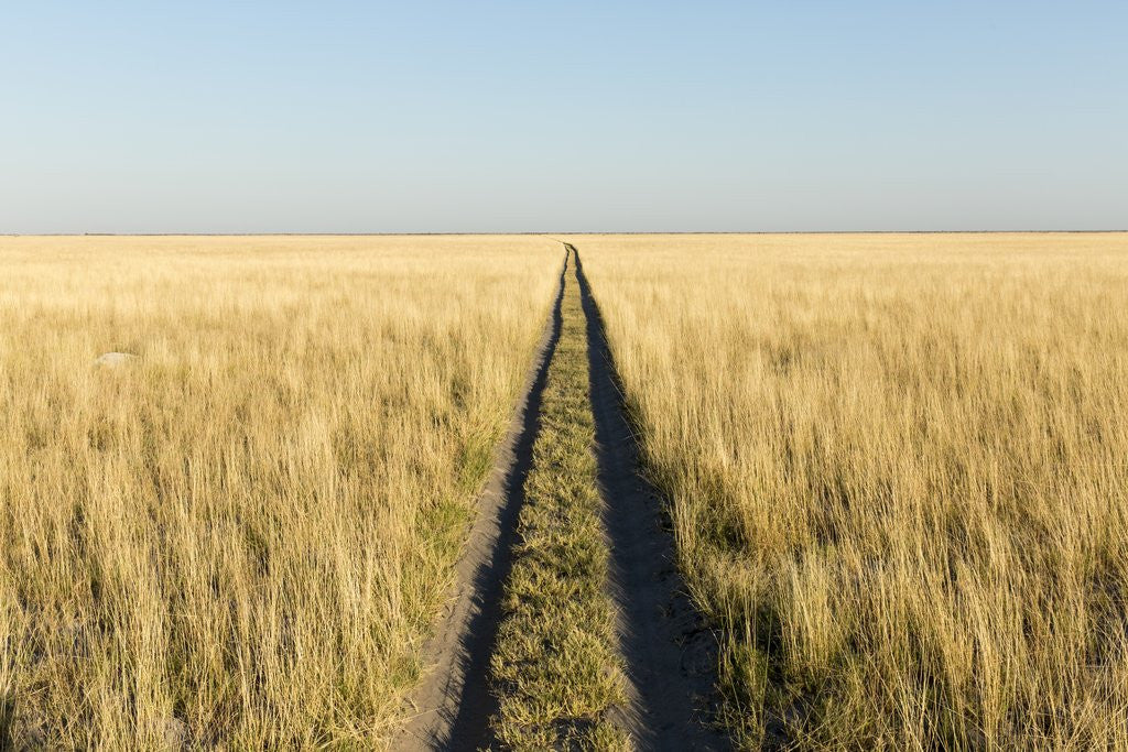 Detail of Tracks in Grass, Nxai Pan National Park, Botswana by Anonymous