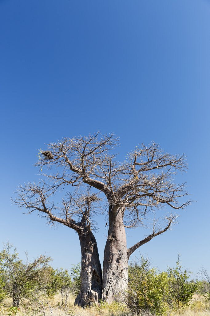 Detail of Baobab Tree, Nxai Pan National Park, Botswana by Anonymous
