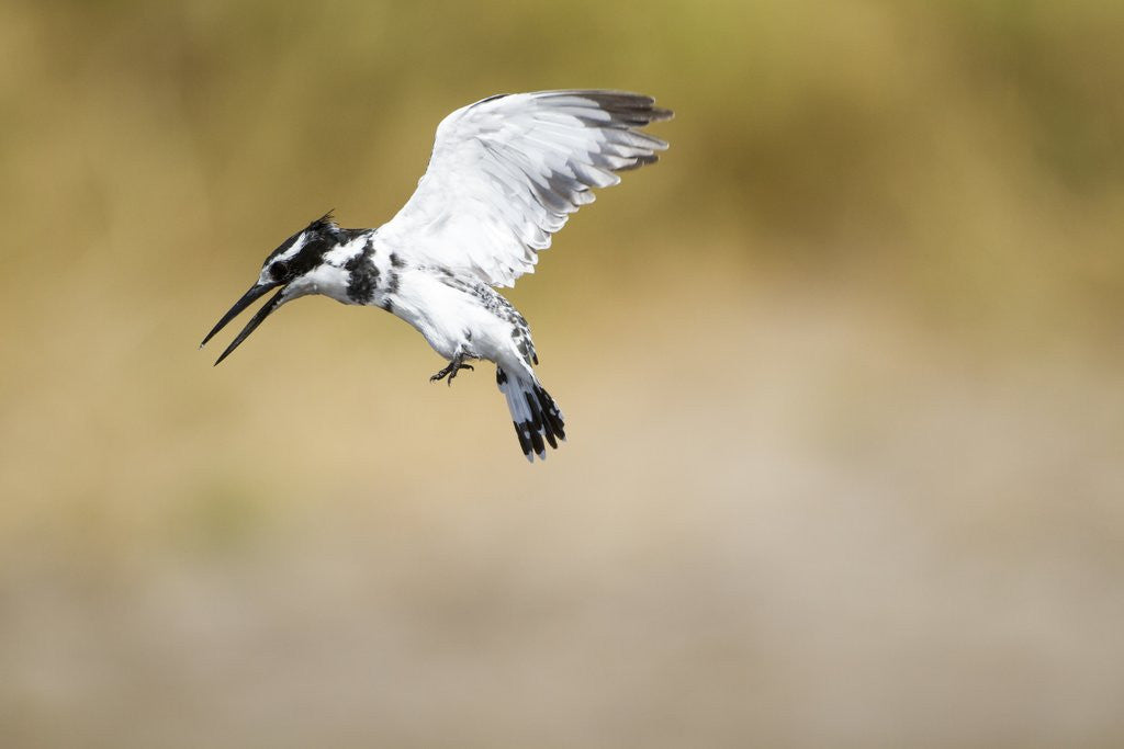 Detail of Pied Kingfisher, Chobe National Park, Botswana by Anonymous