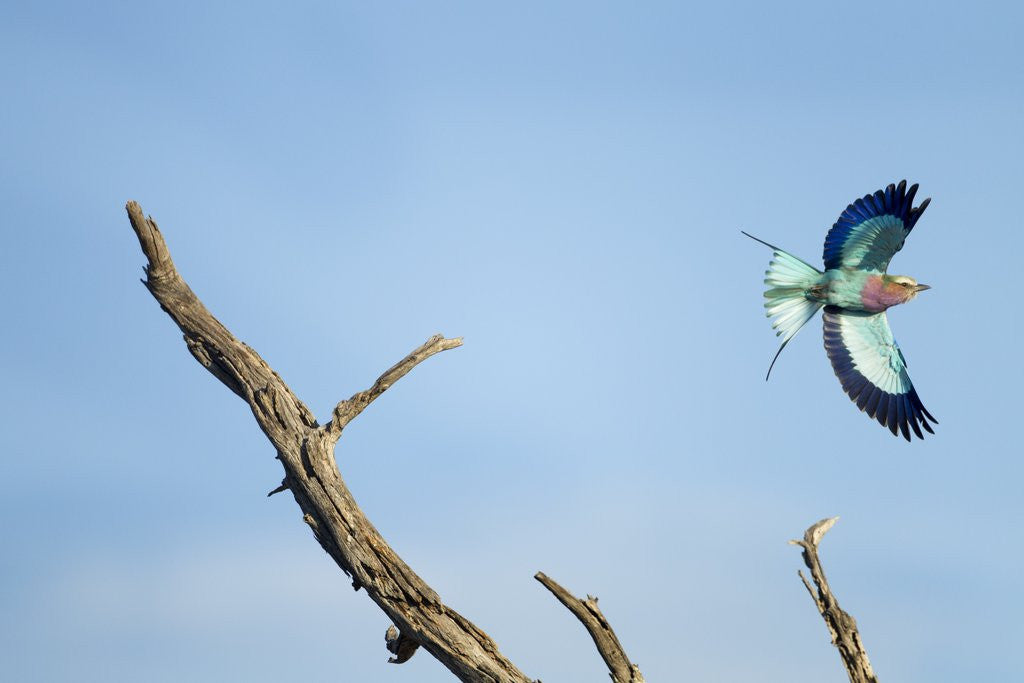 Detail of Lilac-Breasted Roller, Makgadikgadi Pans National Park, Botswana by Anonymous