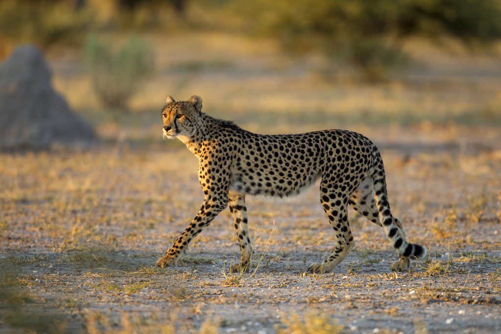 Detail of Cheetah at Dawn, Nxai Pan National Park, Botswana by Corbis