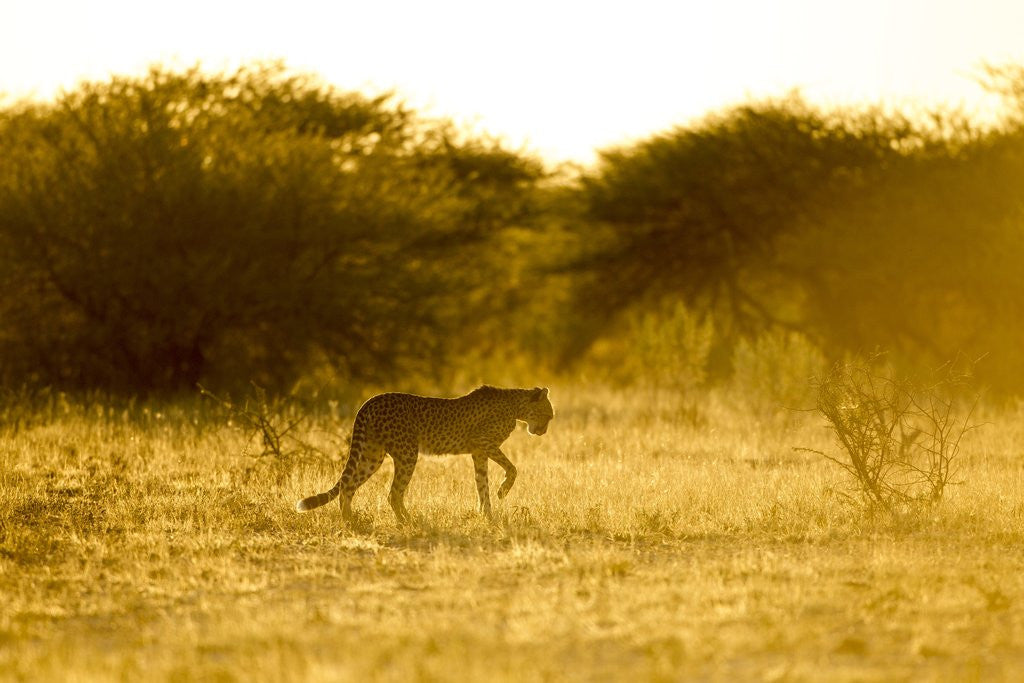 Detail of Cheetah at Dawn, Nxai Pan National Park, Botswana by Corbis