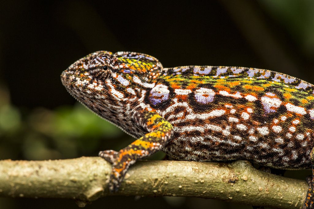 Detail of Chameleon, Andasibe-Mantadia National Park, Madagascar by Anonymous