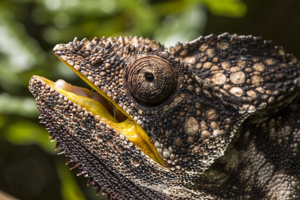 Detail of Chameleon, Isalo National Park, Madagascar by Corbis
