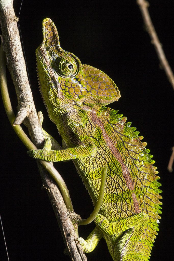 Detail of Chameleon, Kirindy Forest Reserve, Madagascar by Corbis