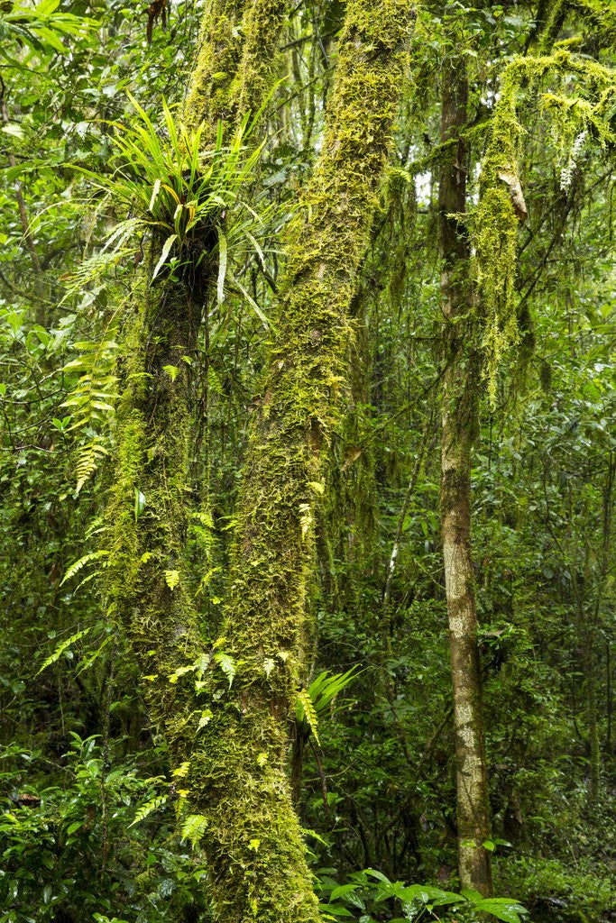 Detail of Rainforest, Ranomafana National Park, Madagascar by Anonymous