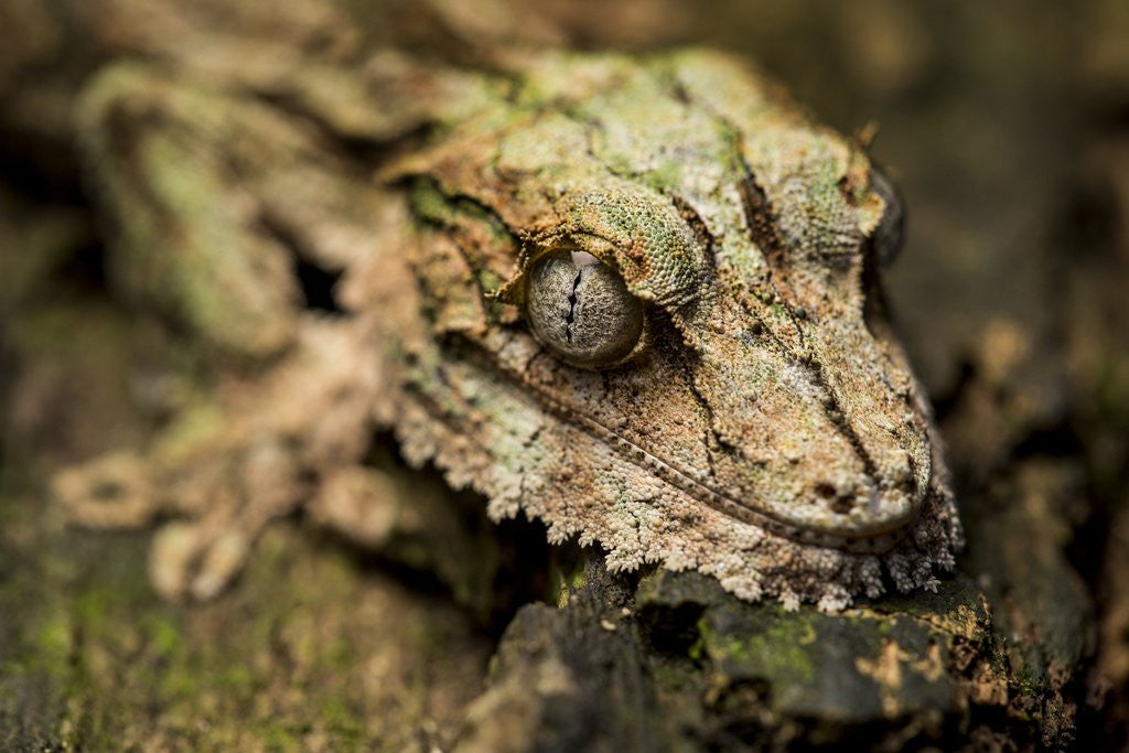 Detail of Leaf-tailed Gecko, Madagascar by Anonymous