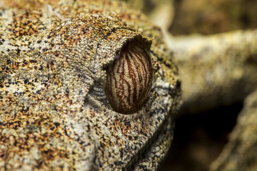 Detail of Leaf-tailed Gecko, Madagascar by Corbis