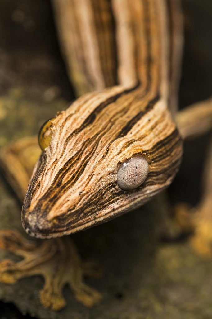 Detail of Leaf-tailed Gecko, Madagascar by Anonymous