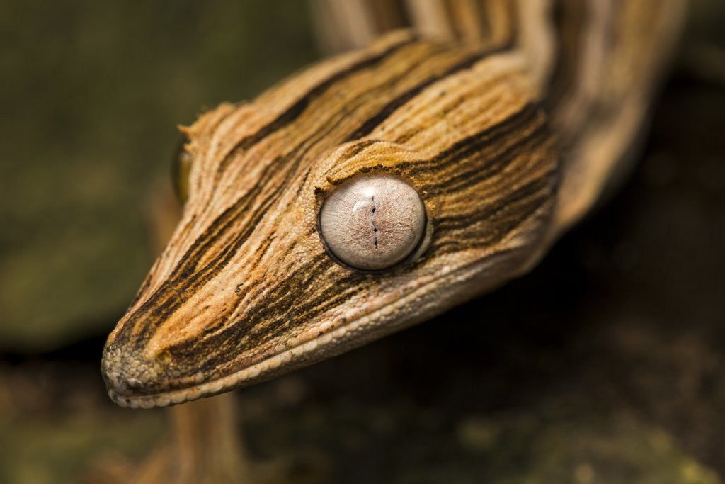 Detail of Leaf-tailed Gecko, Madagascar by Anonymous