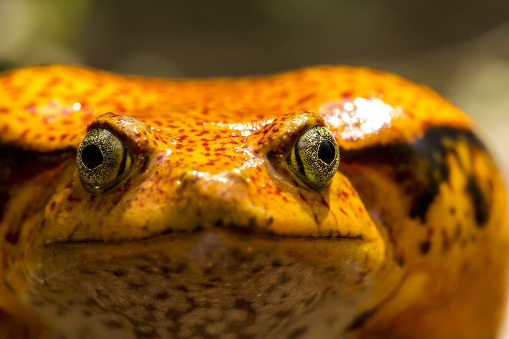 Detail of Madagascar Tomato Frog, Madagascar by Anonymous