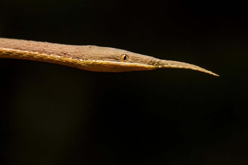 Detail of Madagascar Leaf-Nosed Snake, Madagascar by Anonymous