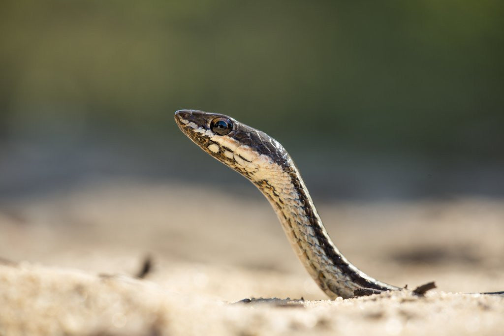 Detail of Grass Snake, Madagascar by Anonymous