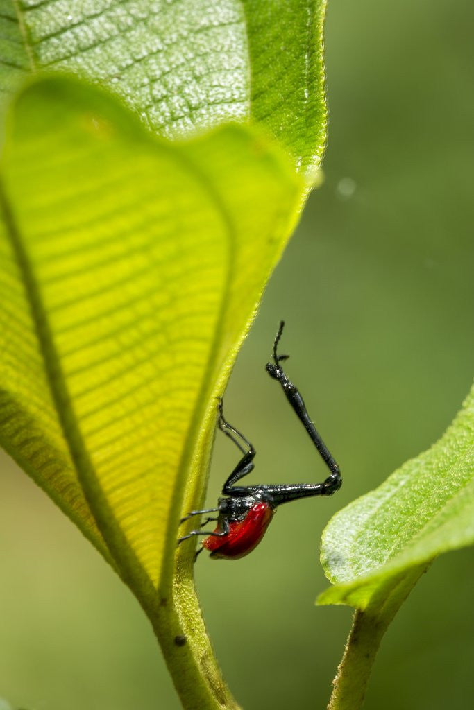 Detail of Giraffe Weevil, Madagascar by Anonymous