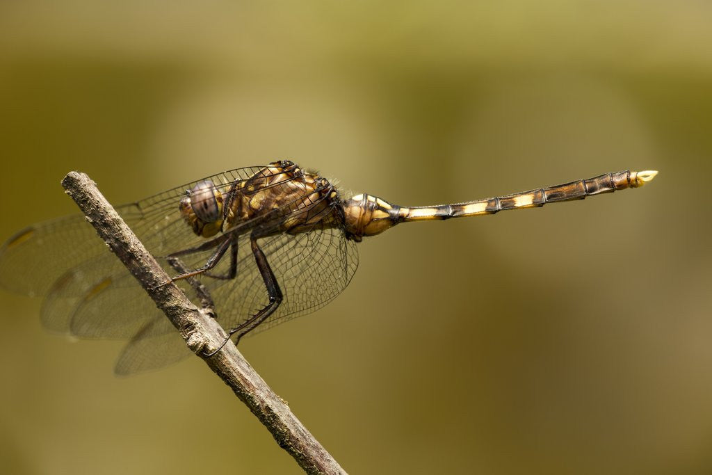Detail of Dragonfly, Madagascar by Anonymous