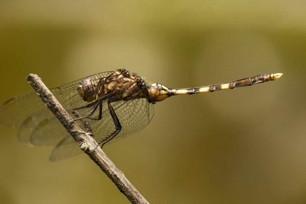 Detail of Dragonfly, Madagascar by Corbis