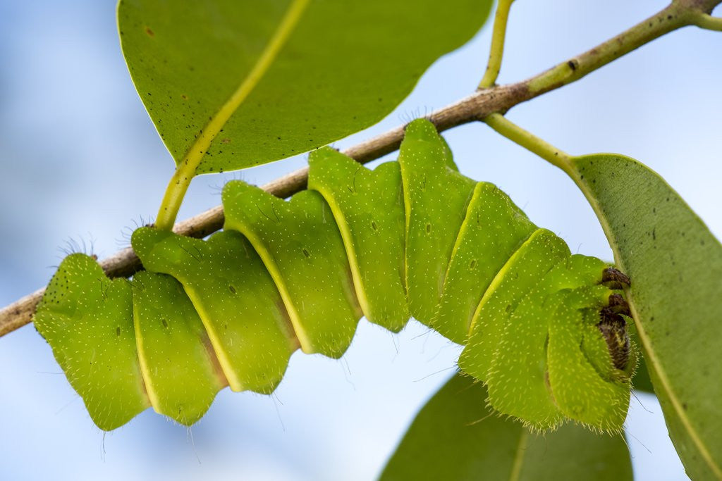 Detail of Caterpillar of Madagascan Moon Moth, Madagascar by Anonymous