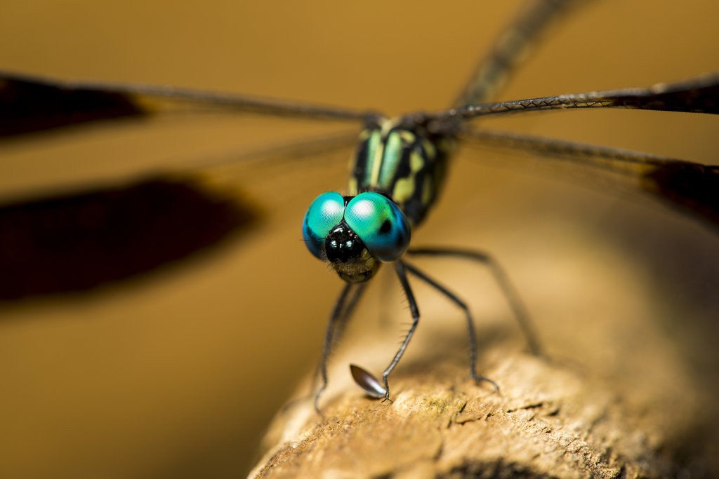 Detail of Dragonfly, Isalo National Park, Madagascar by Anonymous