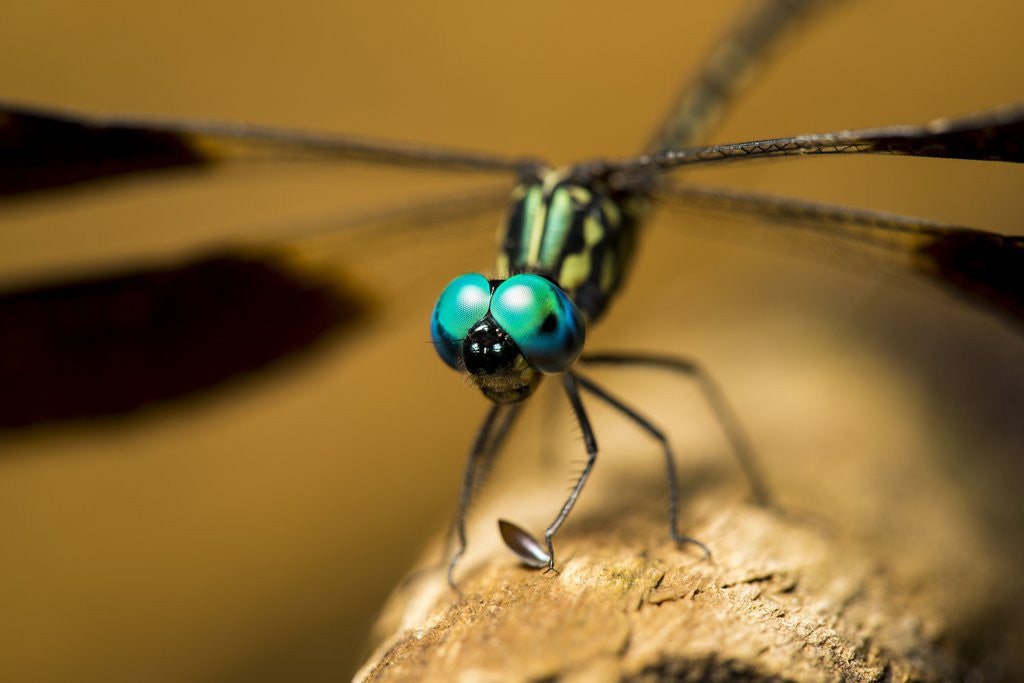 Detail of Dragonfly, Isalo National Park, Madagascar by Corbis