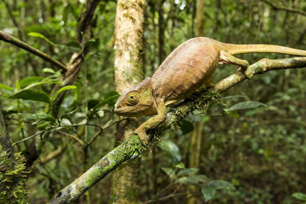 Detail of Parson's Chameleon, Andasibe-Mantadia National Park, Madagascar by Anonymous