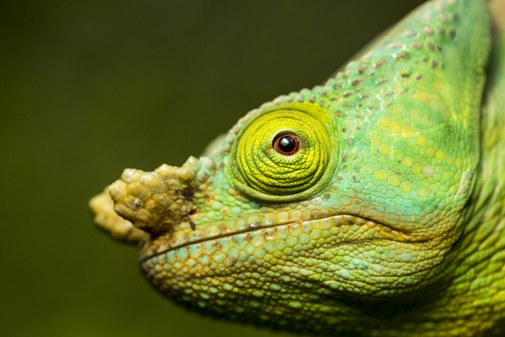 Detail of Parson's Chameleon, Andasibe-Mantadia National Park, Madagascar by Anonymous
