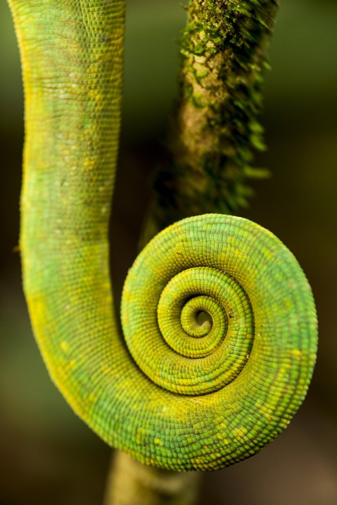 Detail of Parsons Chameleon Tail, Andasibe-Mantadia National Park, Madagascar by Corbis