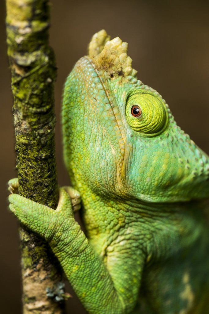 Detail of Parsons Chameleon, Andasibe-Mantadia National Park, Madagascar by Anonymous