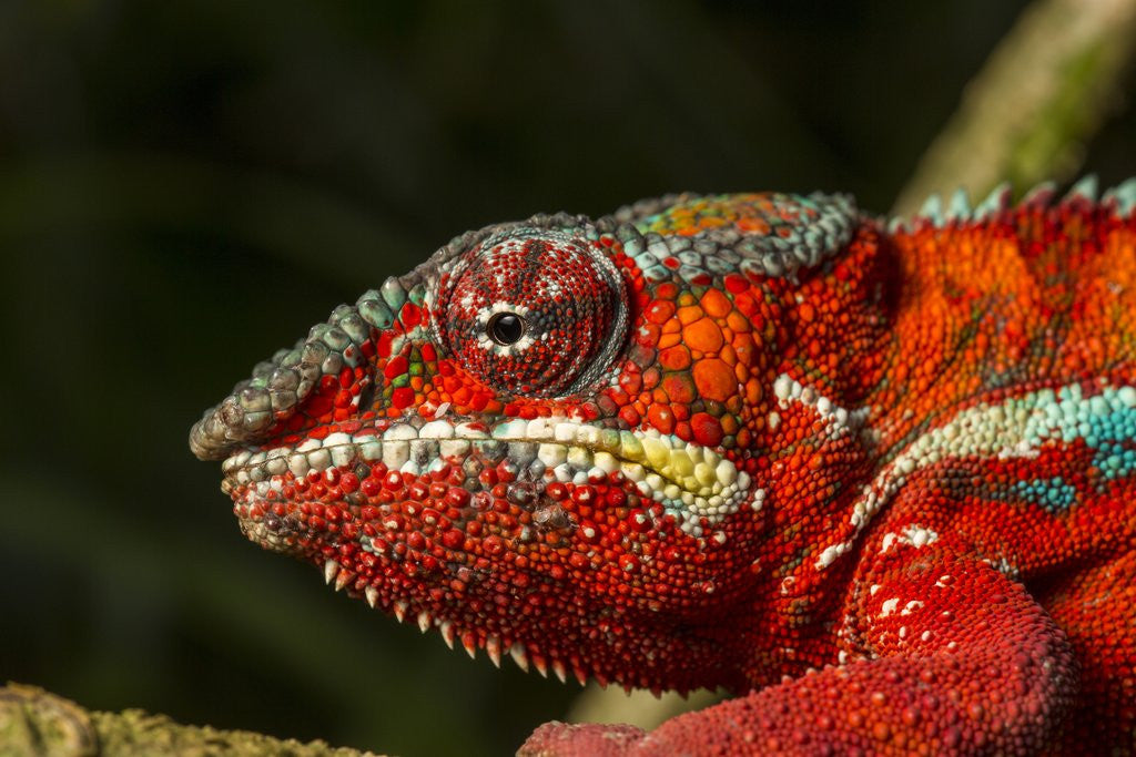 Detail of Panther Chameleon, Madagasdar by Anonymous