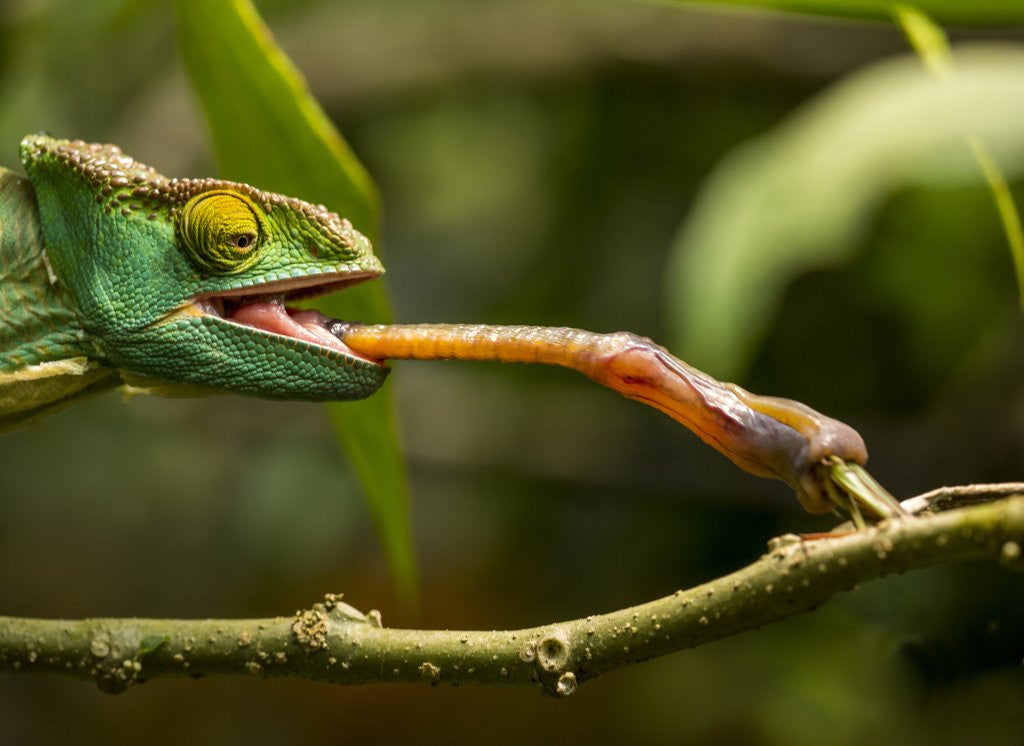 Detail of Parsons Chameleon, Madagascar by Anonymous