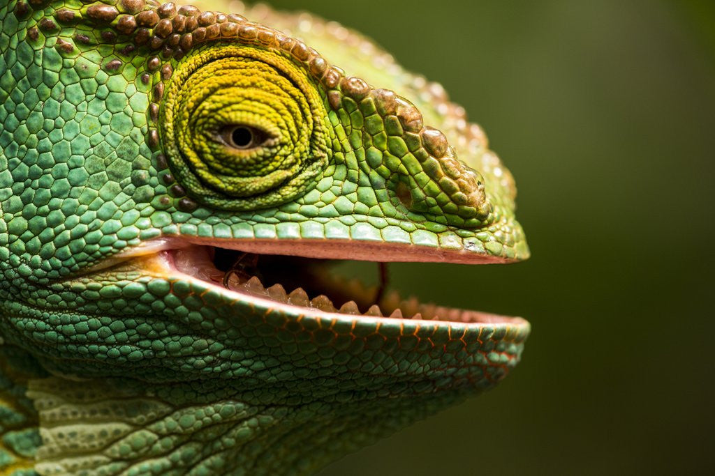 Detail of Parsons Chameleon Eating, Madagascar by Anonymous