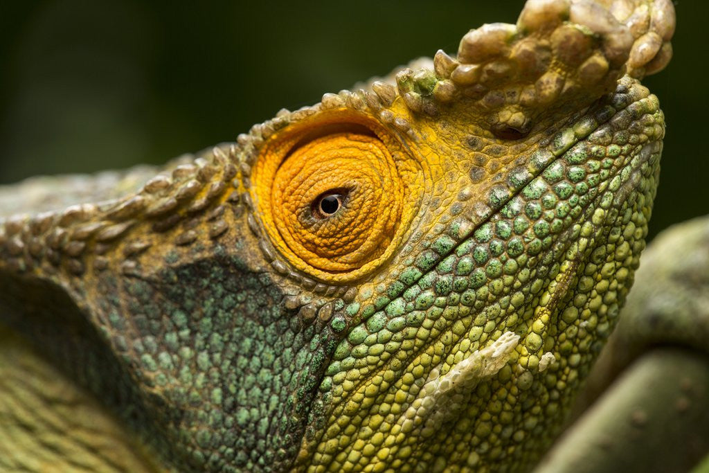 Detail of Parsons Chameleon, Madagascar by Anonymous