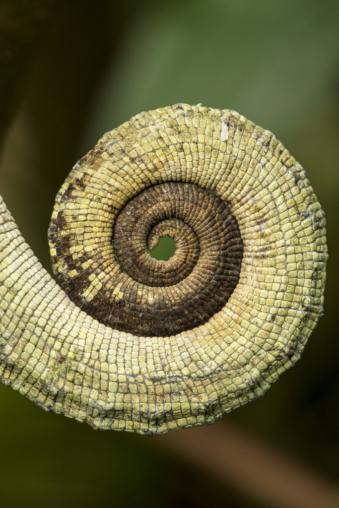 Detail of Parsons Chameleon Tail, Madagascar by Anonymous