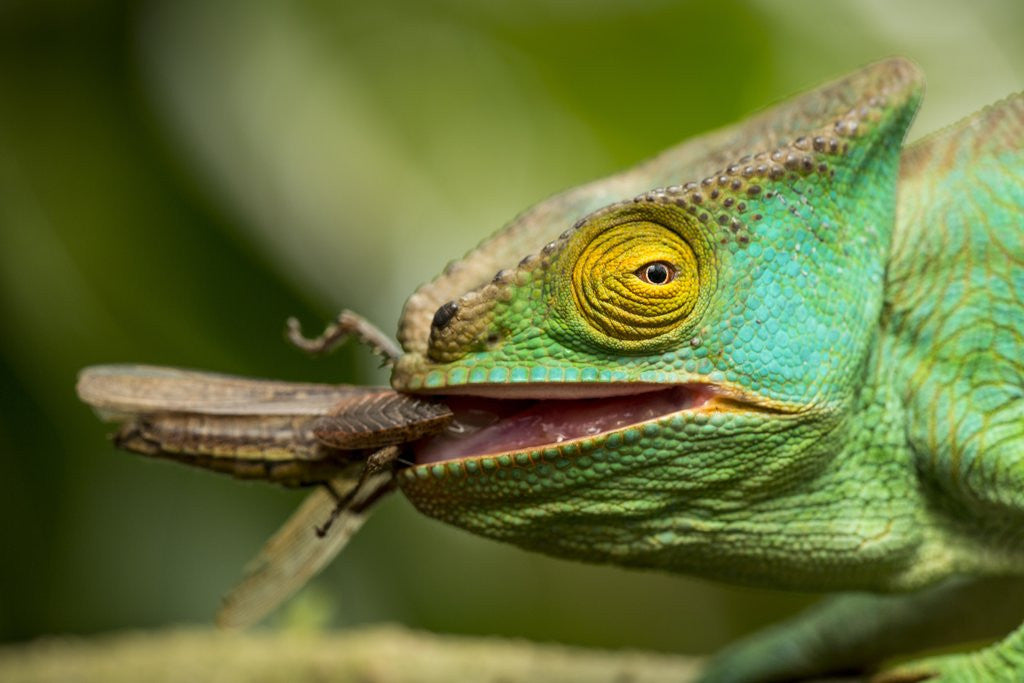 Detail of Parsons Chameleon Eating Grasshopper, Madagascar by Anonymous