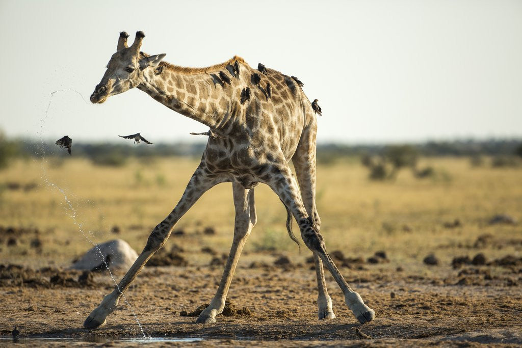 Detail of Drinking Giraffe, Nxai Pan National Park, Botswana by Anonymous