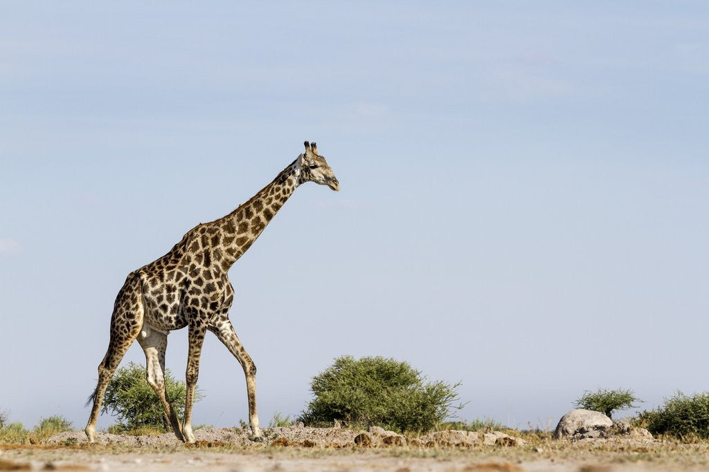 Detail of Giraffe, Nxai Pan National Park, Botswana by Corbis