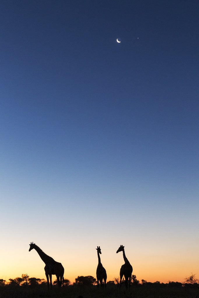 Detail of Giraffe, Makgadikgadi Pans National Park, Botswana by Anonymous