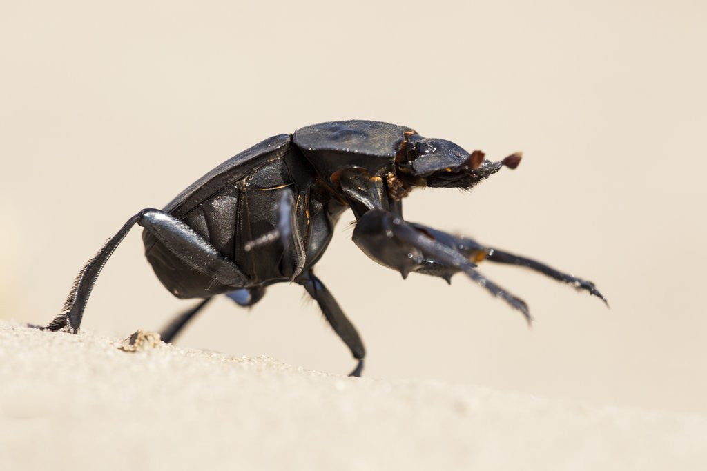 Detail of Dung Beetle, Nxai Pan National Park, Botswana by Anonymous