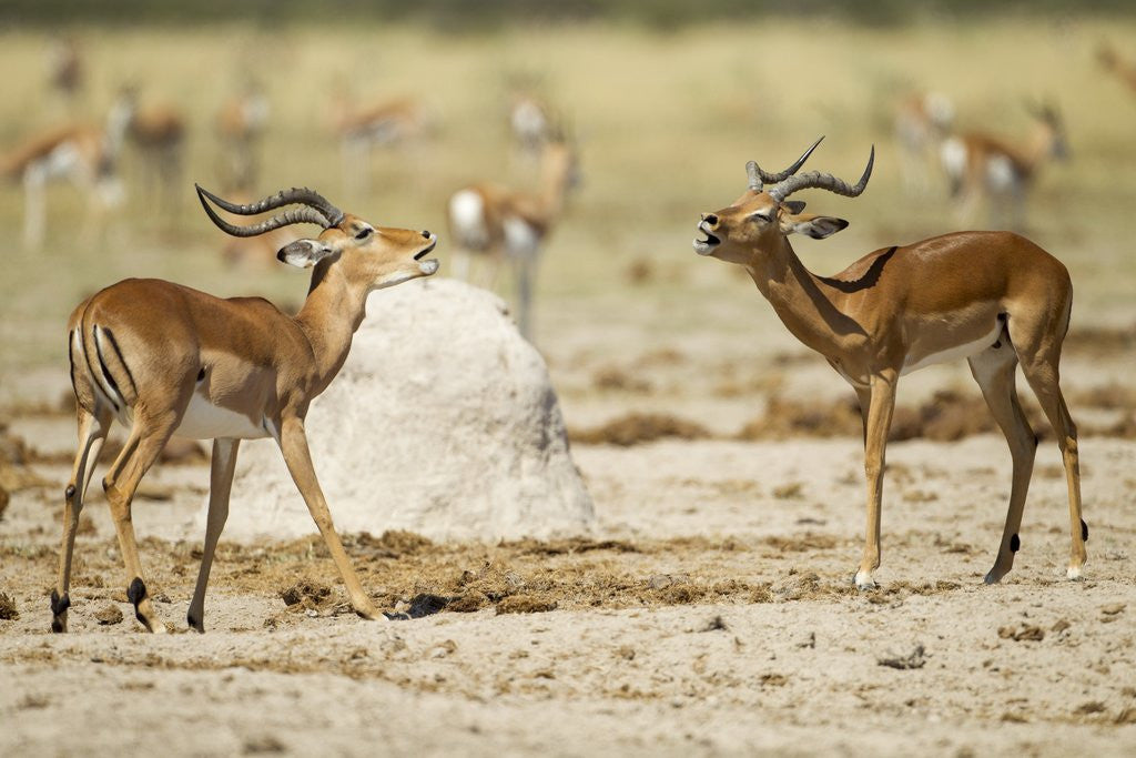 Detail of Impala, Nxai Pan National Park, Botswana by Anonymous