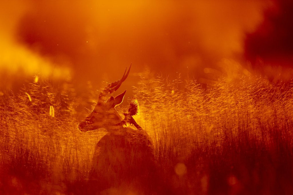 Detail of Impala, Moremi Game Reserve, Botswana by Anonymous