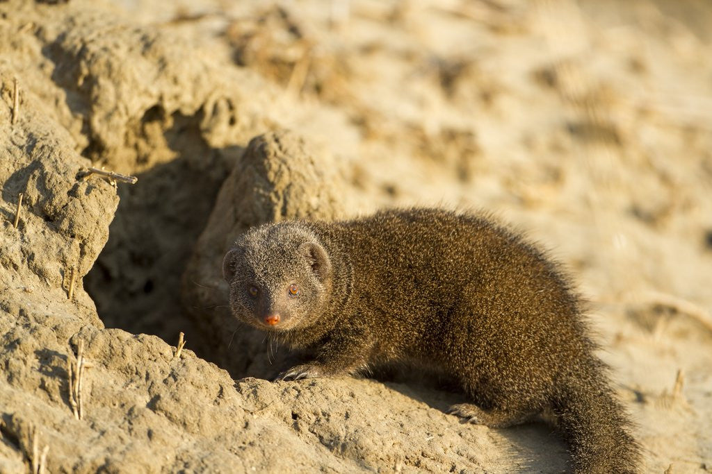 Detail of Dwarf Mongoose. Chobe National Park, Botswana by Anonymous