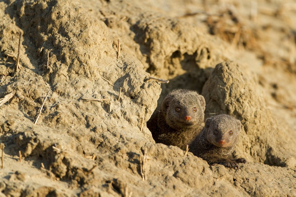 Detail of Dwarf Mongoose. Chobe National Park, Botswana by Anonymous