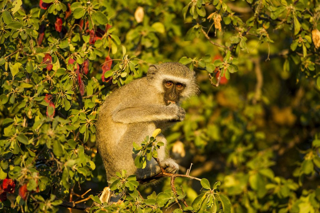 Detail of Vervet Monkey, Makgadikgadi Pans National Park, Botswana by Anonymous