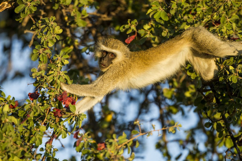 Detail of Vervet Monkey, Makgadikgadi Pans National Park, Botswana by Anonymous