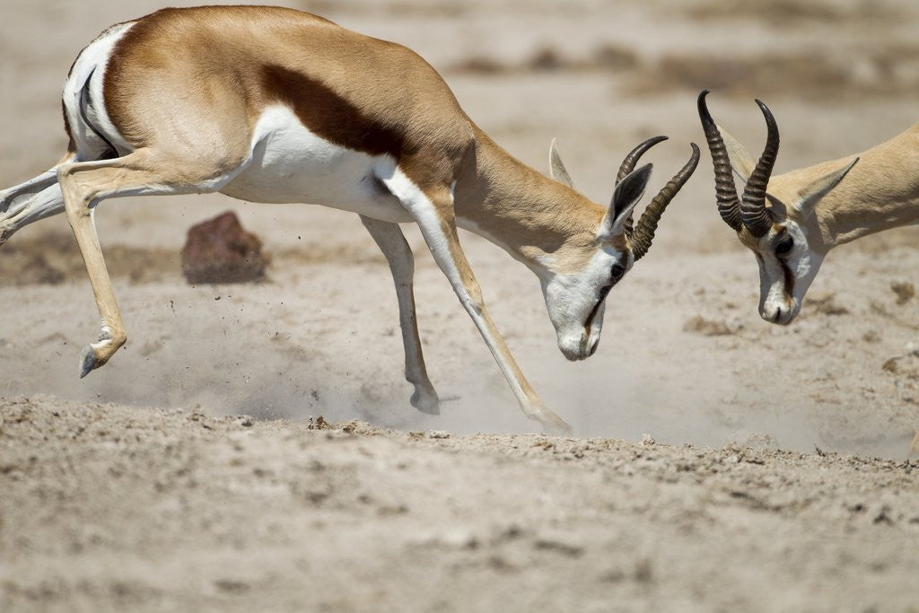 Detail of Sparring Impala, Nxai Pan National Park, Botswana by Anonymous